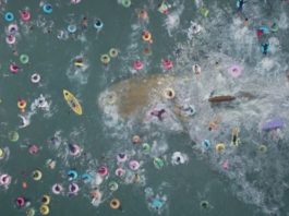 Cómo era el megalodón, el gigantesco tiburón prehistórico traído al cine en la película “The Meg”