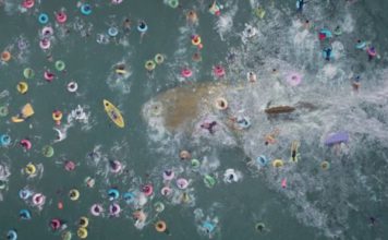 Cómo era el megalodón, el gigantesco tiburón prehistórico traído al cine en la película “The Meg”