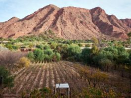 ¿Nunca habían oído hablar del vino boliviano? Siempre hay una primera vez