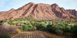 ¿Nunca habían oído hablar del vino boliviano? Siempre hay una primera vez