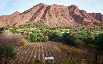 ¿Nunca habían oído hablar del vino boliviano? Siempre hay una primera vez