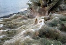 La gigantesca telaraña de 300 metros que cubrió una playa en Grecia