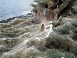 La gigantesca telaraña de 300 metros que cubrió una playa en Grecia