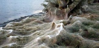 La gigantesca telaraña de 300 metros que cubrió una playa en Grecia