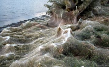 La gigantesca telaraña de 300 metros que cubrió una playa en Grecia