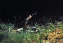 Inyectar nanopartículas para neutralizar el veneno de las serpientes