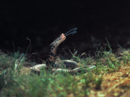 Inyectar nanopartículas para neutralizar el veneno de las serpientes