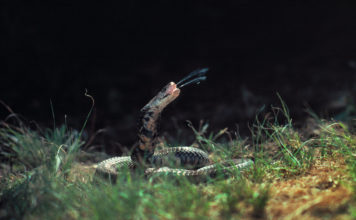 Inyectar nanopartículas para neutralizar el veneno de las serpientes