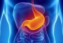 Estomago, órgano importante del aparato digestivo