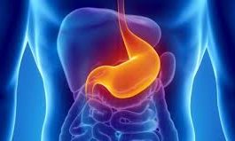 Estomago, órgano importante del aparato digestivo