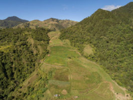 Fundación Moscoso Puello: “El activo ambiental más importante del Caribe es destruido impunemente”