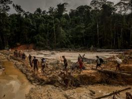 El nuevo presidente de Brasil amenaza la Amazonía; una tribu se prepara para pelear