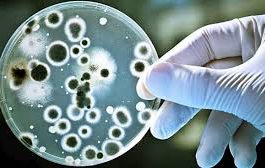 Las bacterias multirresistentes causaron 33.000 muertos en la UE en 2015, dice un estudio