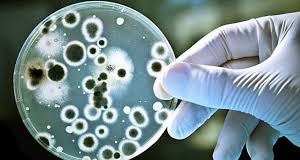 Las bacterias multirresistentes causaron 33.000 muertos en la UE en 2015, dice un estudio