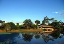 Planta amazónica mata células tumorales hepáticas y el haba reduce el colesterol malo