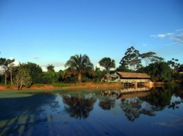 Planta amazónica mata células tumorales hepáticas y el haba reduce el colesterol malo