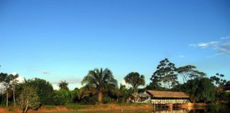 Planta amazónica mata células tumorales hepáticas y el haba reduce el colesterol malo
