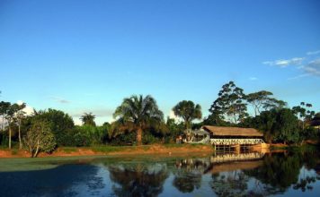 Planta amazónica mata células tumorales hepáticas y el haba reduce el colesterol malo