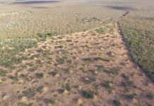 En Brasil, las termitas construyeron una metrópolis de la misma extensión que el Reino Unido