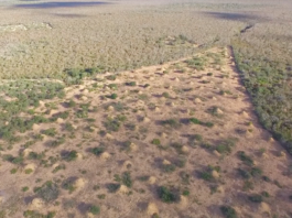 En Brasil, las termitas construyeron una metrópolis de la misma extensión que el Reino Unido