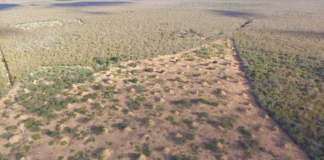 En Brasil, las termitas construyeron una metrópolis de la misma extensión que el Reino Unido
