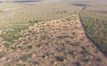 En Brasil, las termitas construyeron una metrópolis de la misma extensión que el Reino Unido