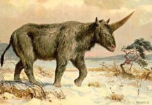 ¿Existieron los unicornios? Este animal vivió hace 39.000 años con los neandertales
