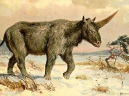 ¿Existieron los unicornios? Este animal vivió hace 39.000 años con los neandertales