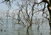 Líderes contra el cambio climático urgen a la acción ante “amenaza urgente”