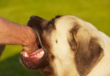 Hospital Robert Reid Cabral lamenta muerte de menor diagnosticado con rabia humana