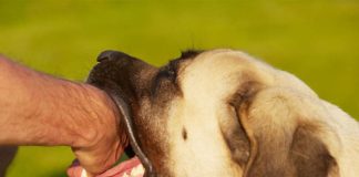 Hospital Robert Reid Cabral lamenta muerte de menor diagnosticado con rabia humana