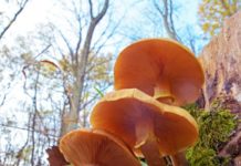 El hongo subterráneo de 2.500 años que es más grande que 100 canchas de fútbol