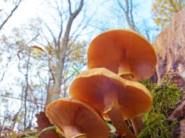 El hongo subterráneo de 2.500 años que es más grande que 100 canchas de fútbol