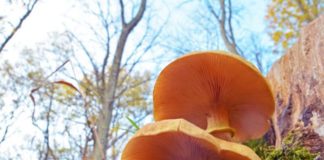 El hongo subterráneo de 2.500 años que es más grande que 100 canchas de fútbol