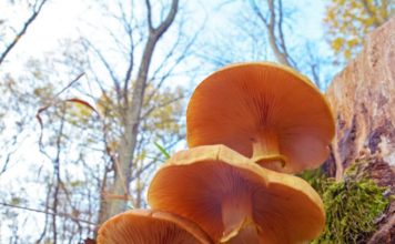 El hongo subterráneo de 2.500 años que es más grande que 100 canchas de fútbol