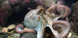 La ciencia sabe que los pulpos son inteligentes, pero aún no sabe por qué