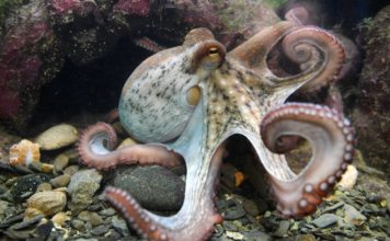 La ciencia sabe que los pulpos son inteligentes, pero aún no sabe por qué
