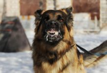 ¿Qué es la Rabia Humana?