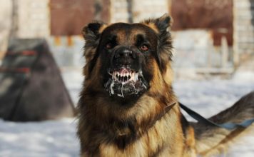 ¿Qué es la Rabia Humana?