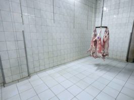 Escocia instalará cámaras en los mataderos para garantizar el bienestar animal