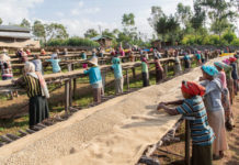 El café podría ser la siguiente víctima del calentamiento global