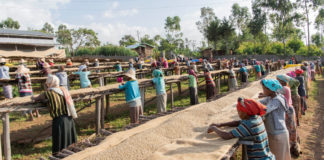 El café podría ser la siguiente víctima del calentamiento global