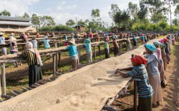 El café podría ser la siguiente víctima del calentamiento global