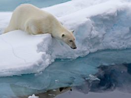 El Polo Norte se aleja de Canadá a una velocidad de 55 kilómetros al año