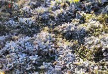 Se registra en Valle Nuevo la primera temperatura bajo cero del 2019