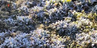 Se registra en Valle Nuevo la primera temperatura bajo cero del 2019