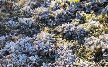 Se registra en Valle Nuevo la primera temperatura bajo cero del 2019