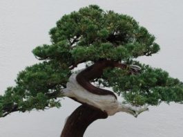 El robo de un bonsái de 400 años en Japón cuyo dueño lo único que pide es que “le den agua”