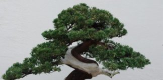 El robo de un bonsái de 400 años en Japón cuyo dueño lo único que pide es que “le den agua”