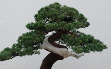 El robo de un bonsái de 400 años en Japón cuyo dueño lo único que pide es que “le den agua”